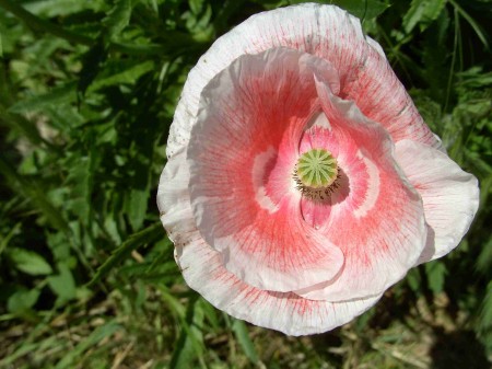 coquelicot